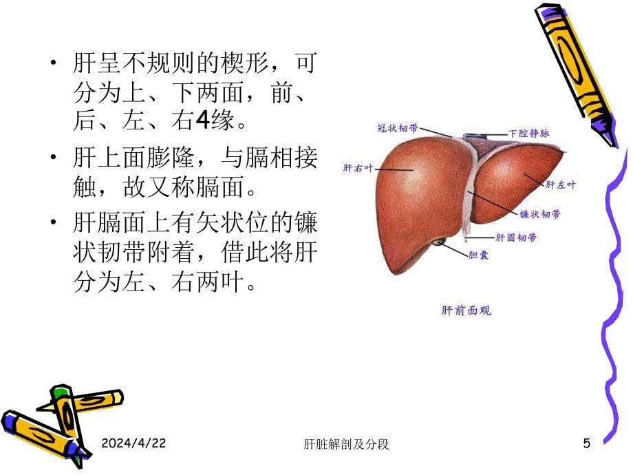 肝的解剖及分段ppt课件_第5页