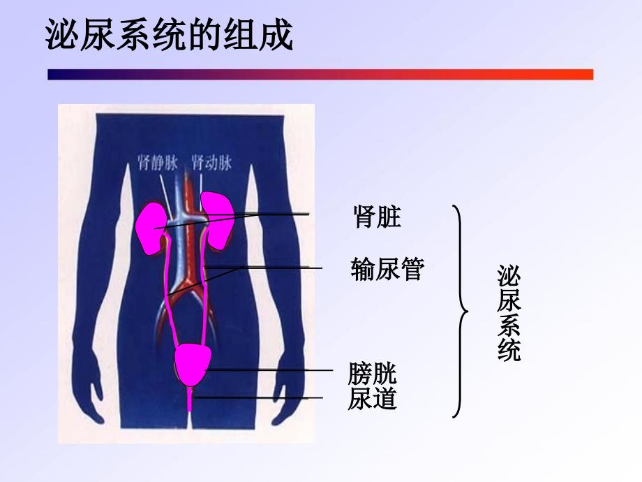 初一下生物·尿的形成与排出复习_第4页