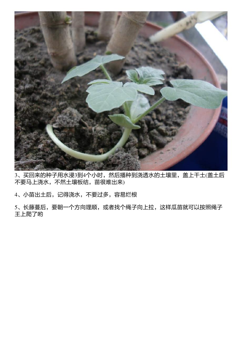 只要你愿意,阳台也能种出大西瓜,方法简单,重要的是健康无公害!_第2页