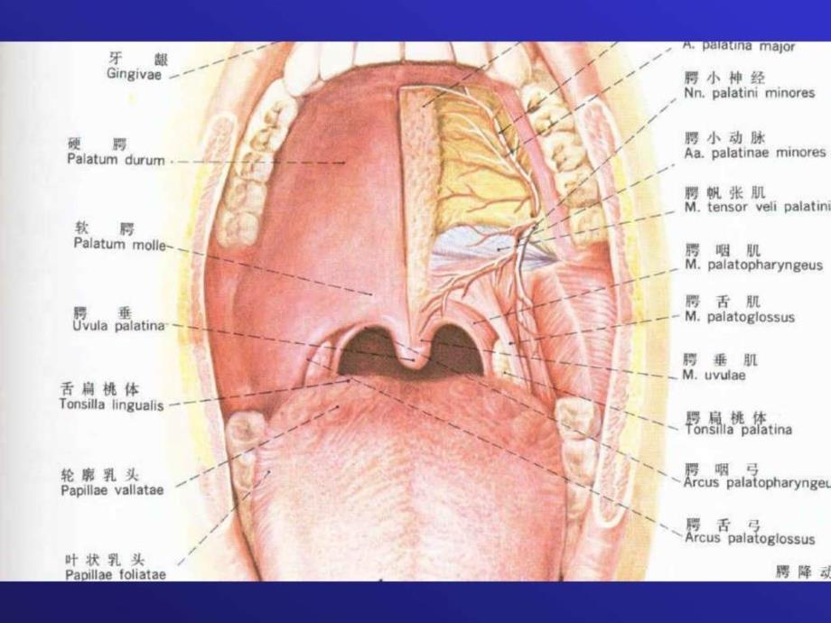 耳鼻咽喉头颈外科学急扁炎ppt培训课件_第1页
