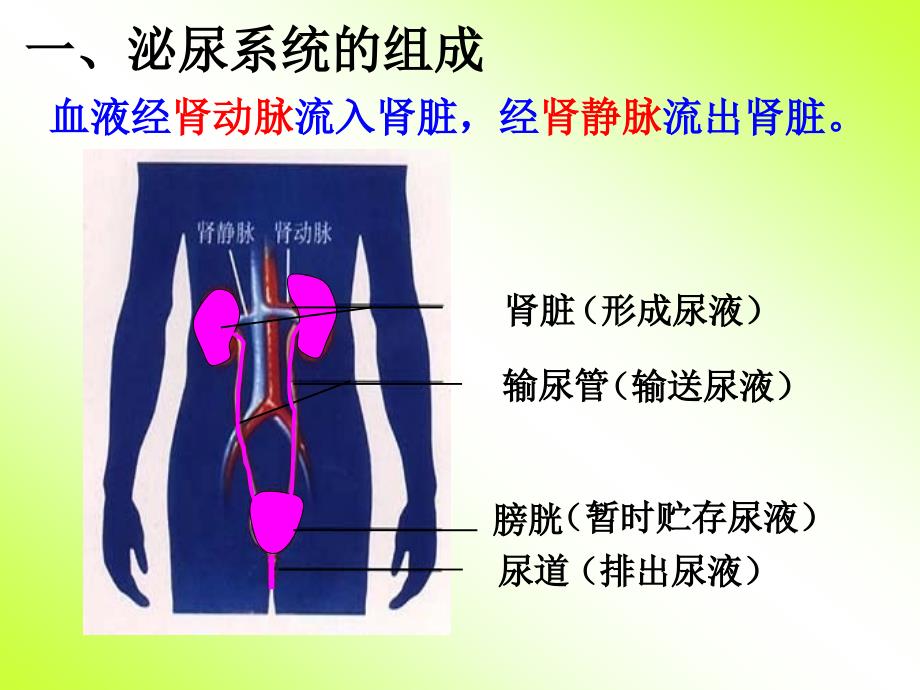 人教版七年级生物下册《人体内废物的排出》课件_第4页