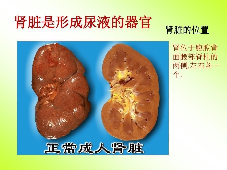 人教版七年级生物下册《人体内废物的排出》课件_第5页