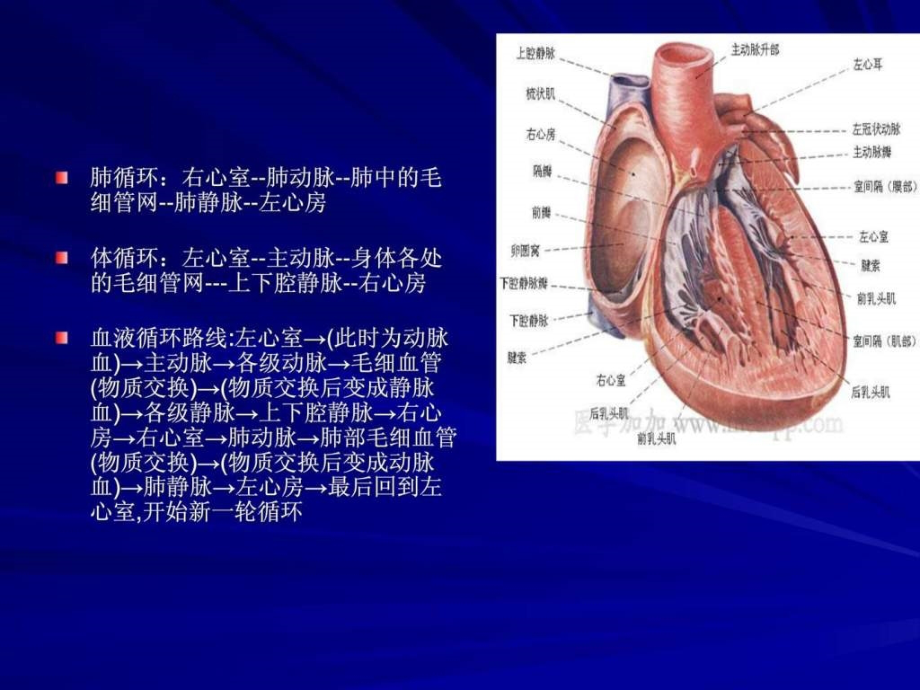 先天性心脏病的介入术护理ppt培训课件_第2页
