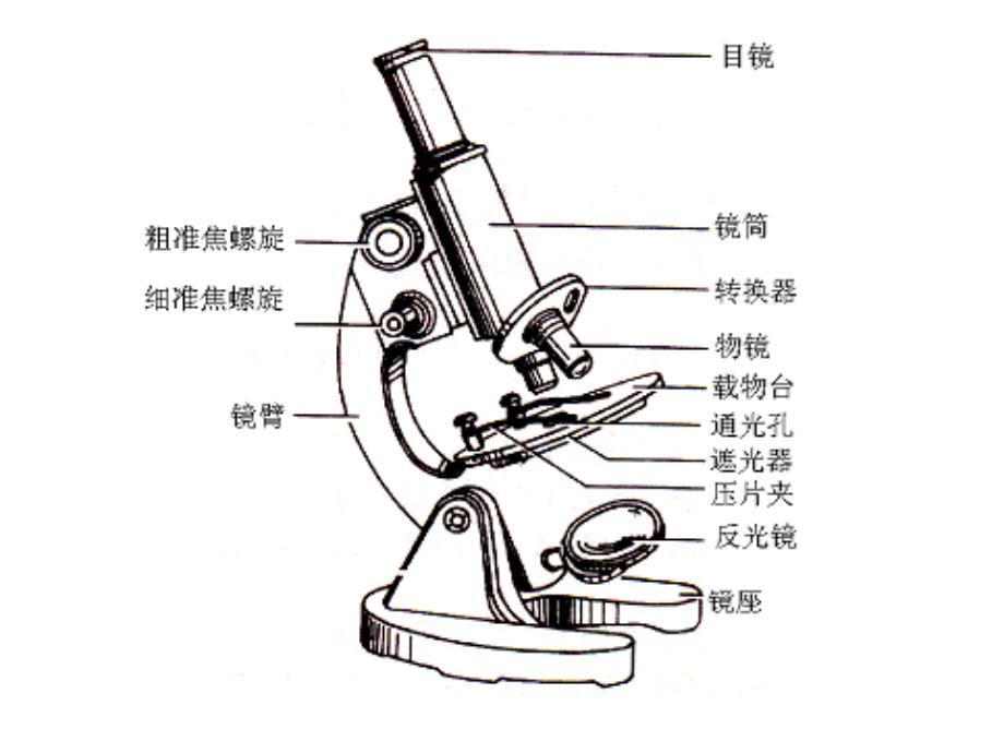 显微镜组成部位介绍_第1页