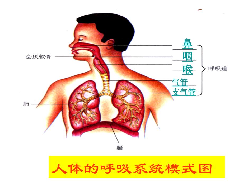 人体的呼吸精品课件_第4页