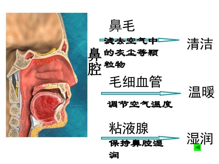 人体的呼吸精品课件_第5页