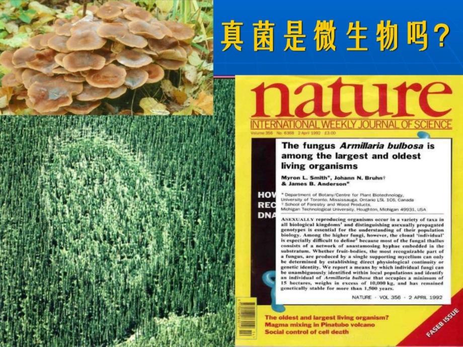 世界真菌种类研究进展及中国食药用菌ppt培训课件_第3页