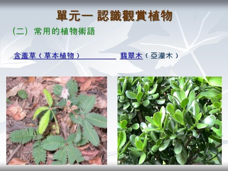 單元一認識觀賞植物_第5页