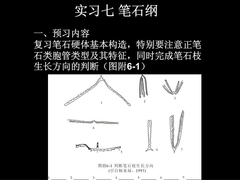 大学课件：实习七笔石纲_第1页