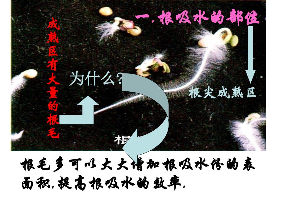 八年级生物水分进入植物体内的途径2_第3页