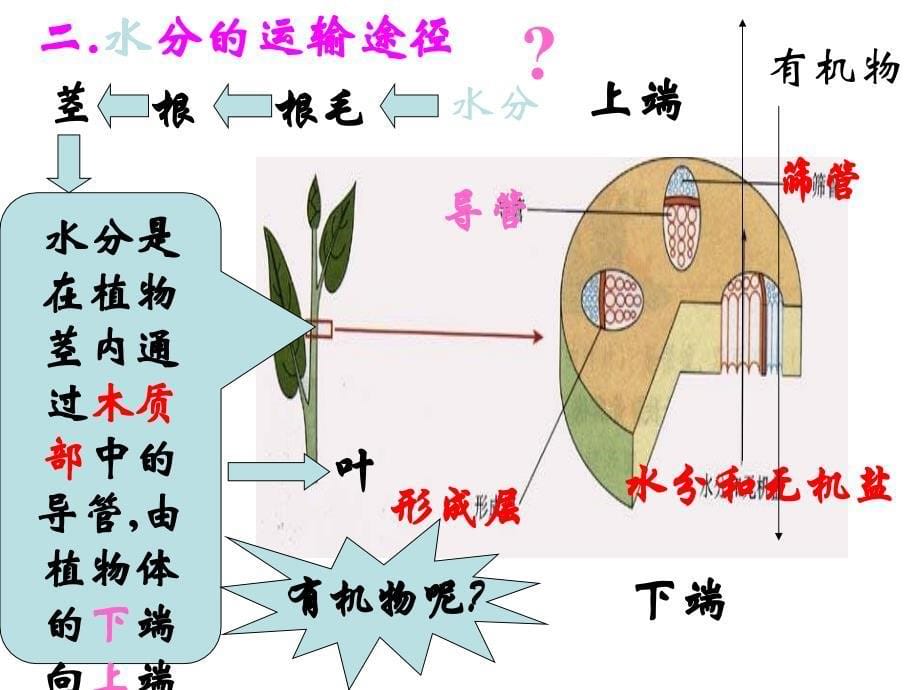 八年级生物水分进入植物体内的途径2_第5页