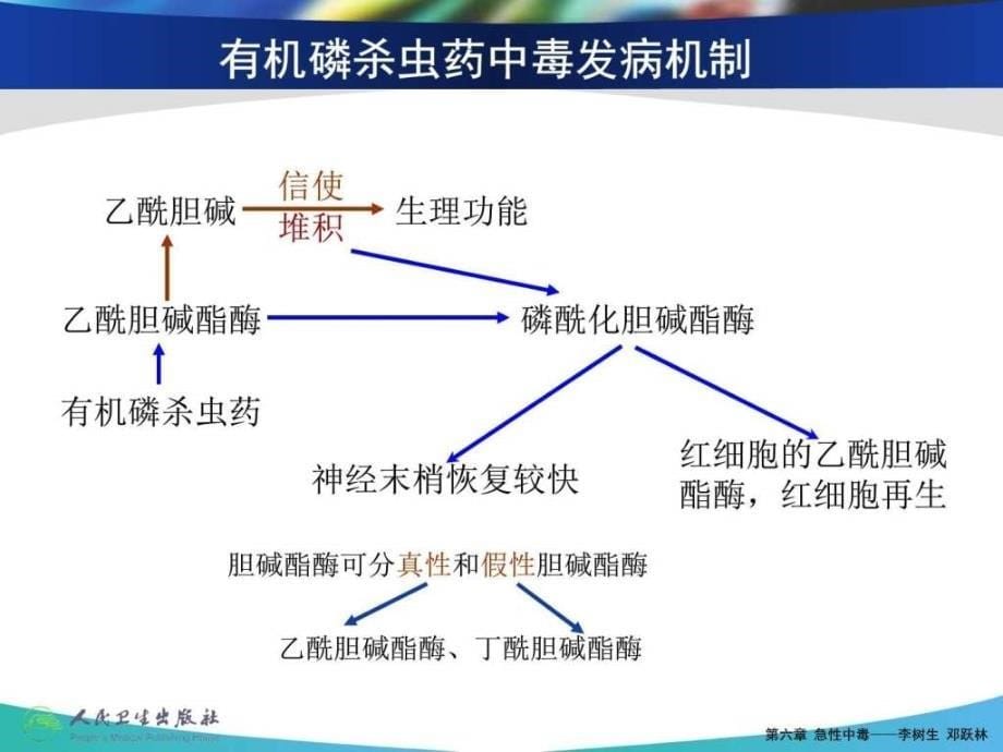 有机磷杀虫药中毒_1ppt培训课件_第5页