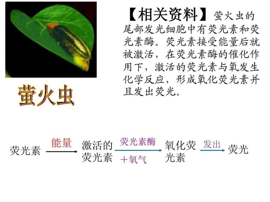 细胞的能量通货atp（市优质课）ppt培训课件_第4页