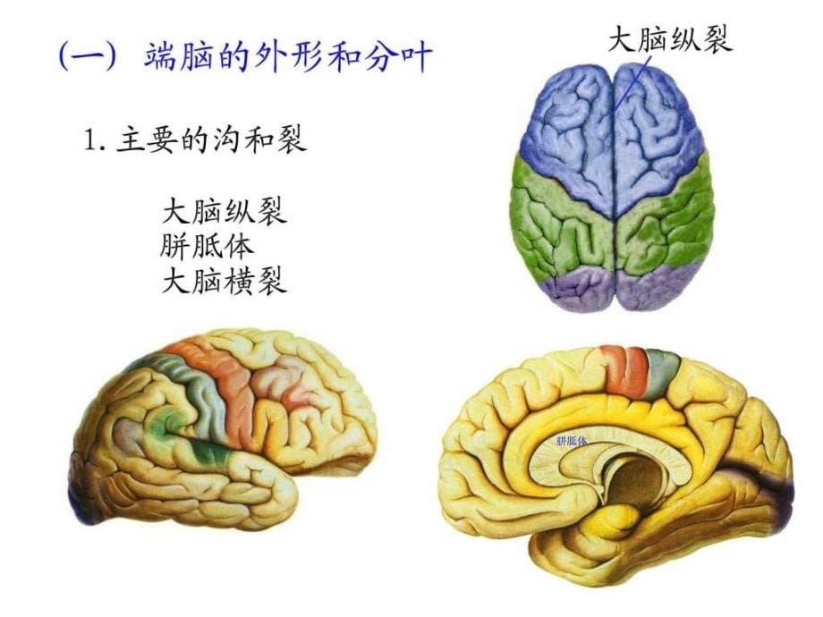 系解端脑ppt培训课件_第5页