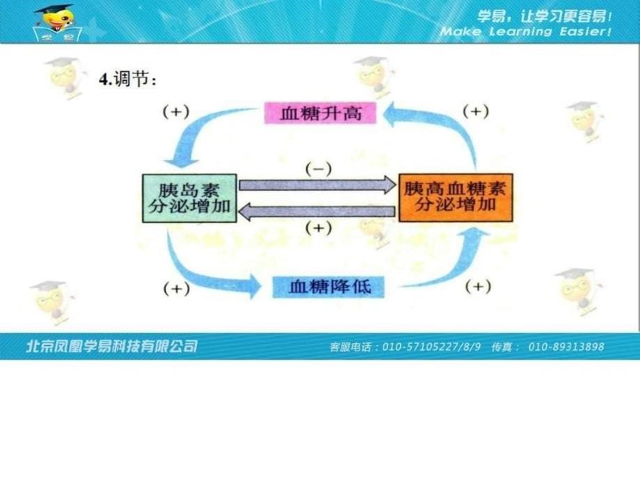 生命活动的调节第六讲血糖的调节与激素的分级调控（上）ppt培训课件_第5页