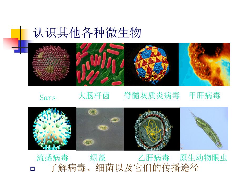 认识其他各种微生物_第1页