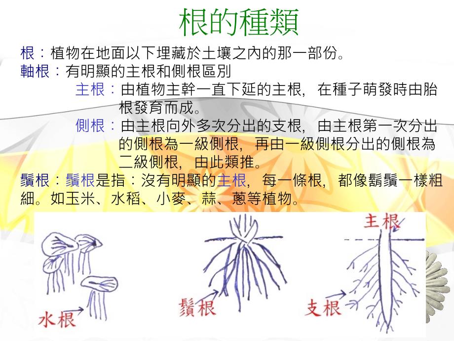 认识植物的根~~_第3页