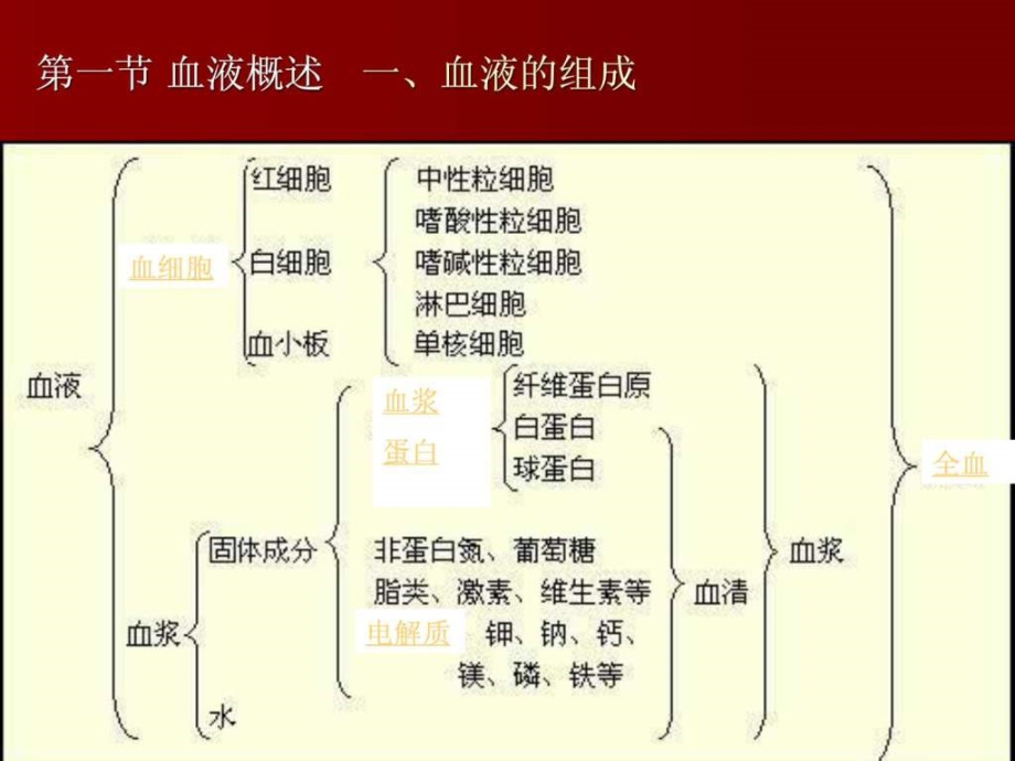 生理学课件chapter3血液_第3页