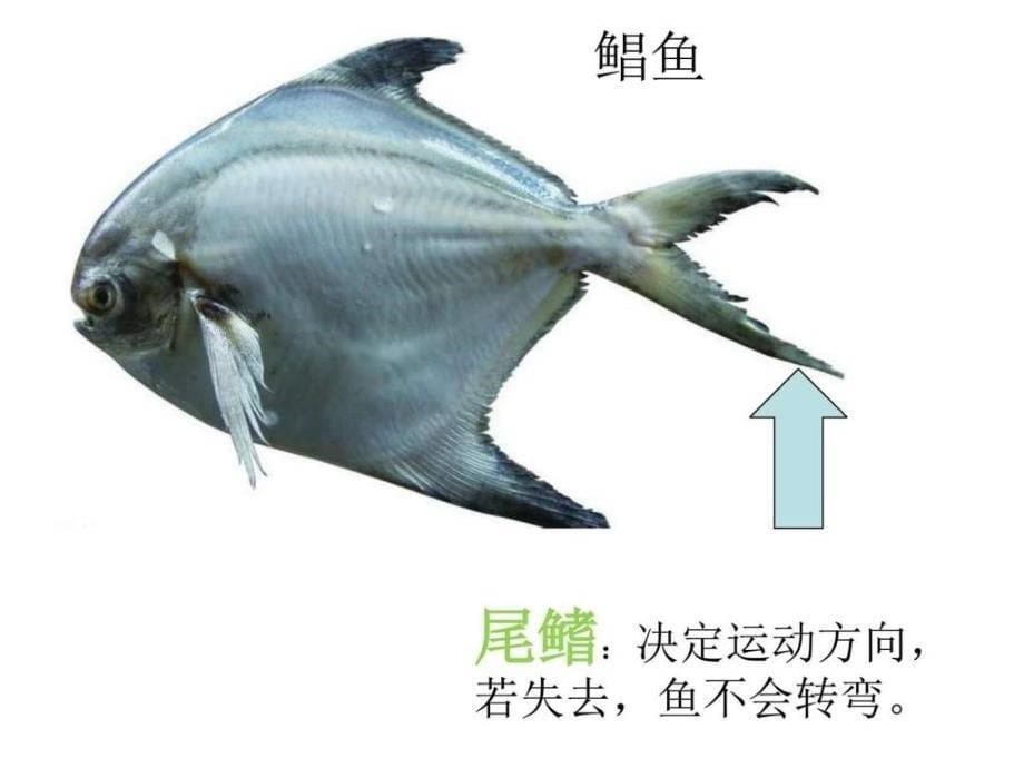 鱼鳍的作用其它课程小学教育教育专区ppt培训课件_第5页