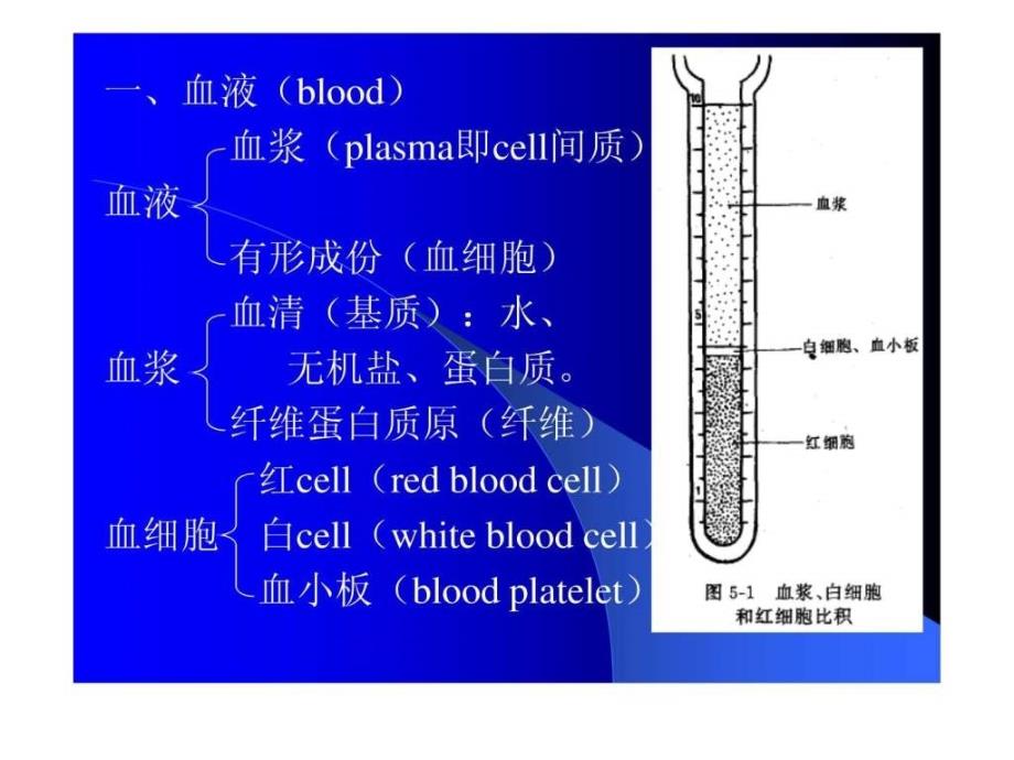 生理学血液循环ppt培训课件_第2页