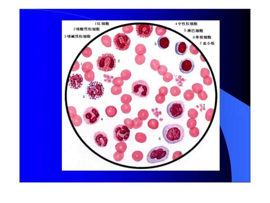 生理学血液循环ppt培训课件_第3页