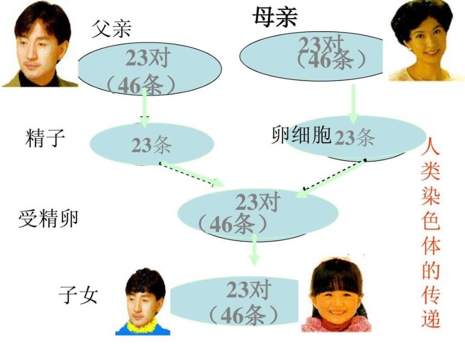 人类染色体与性别决定济南版ppt培训课件_第4页