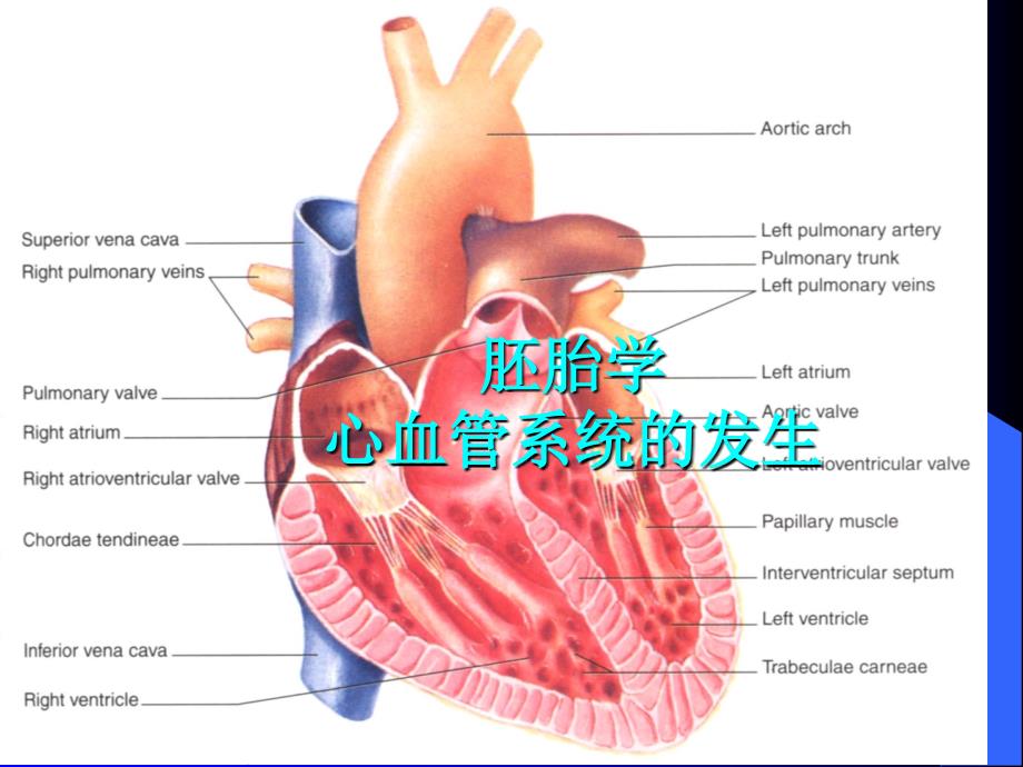 李继承心血管系统发生_第1页