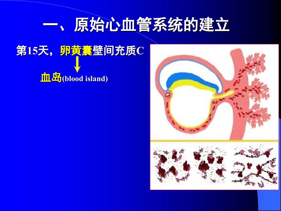 李继承心血管系统发生_第3页