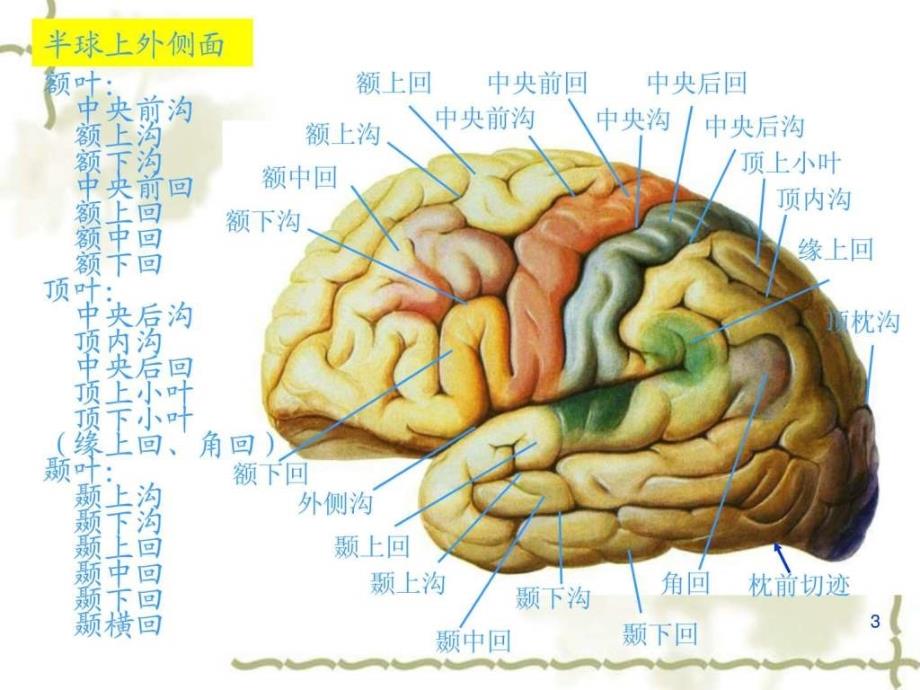 中枢神经系统端脑ppt培训课件_第3页