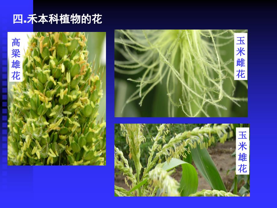 园林植物-花3_第1页