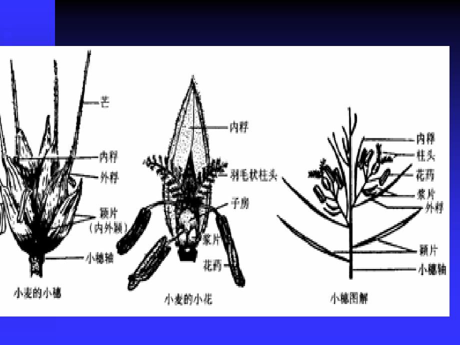 园林植物-花3_第4页