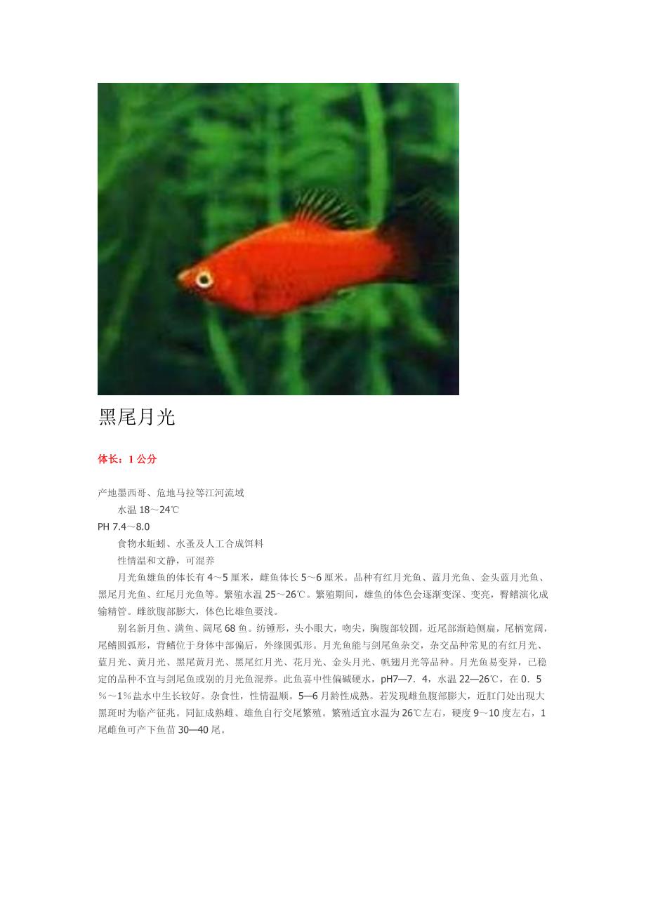 小型热带观赏鱼_第1页