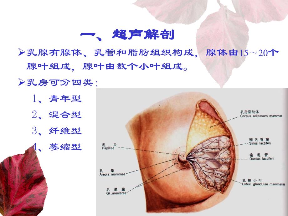 乳腺和甲状腺的超声学检查_第2页