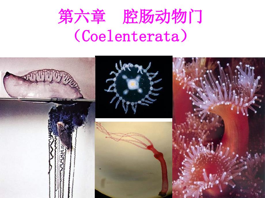 动物学6第六章腔肠动物门(coelenterata)_第1页