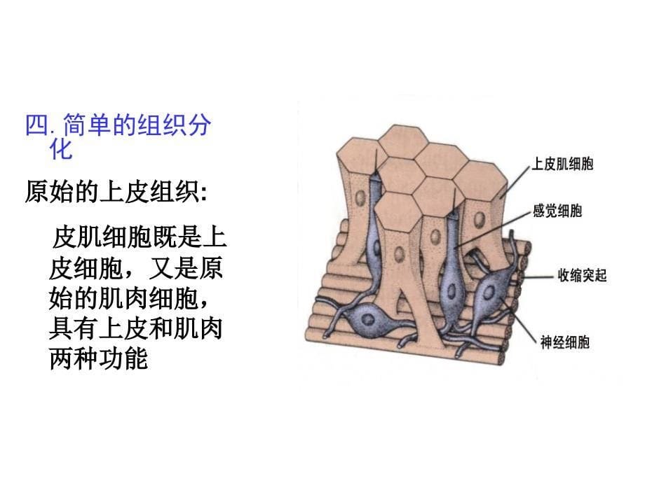 动物学6第六章腔肠动物门(coelenterata)_第5页