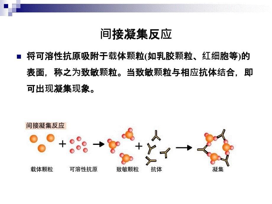 凝集反应(肥达反应、血型鉴定)_第5页