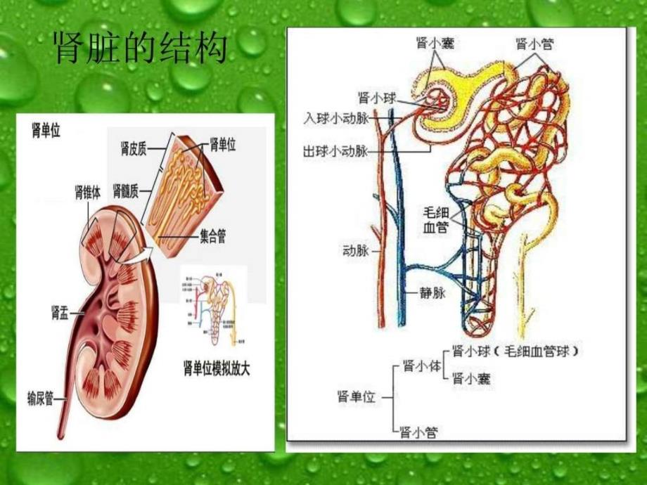 人教版七年级生物下册复习（下）ppt课件_第4页