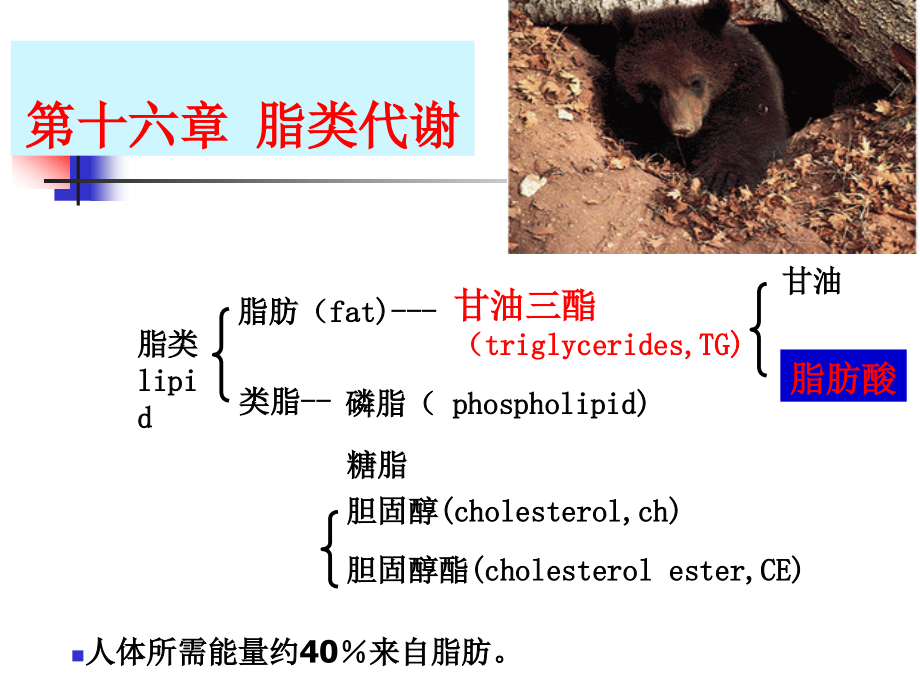 生物化学第16章_脂代谢_第1页