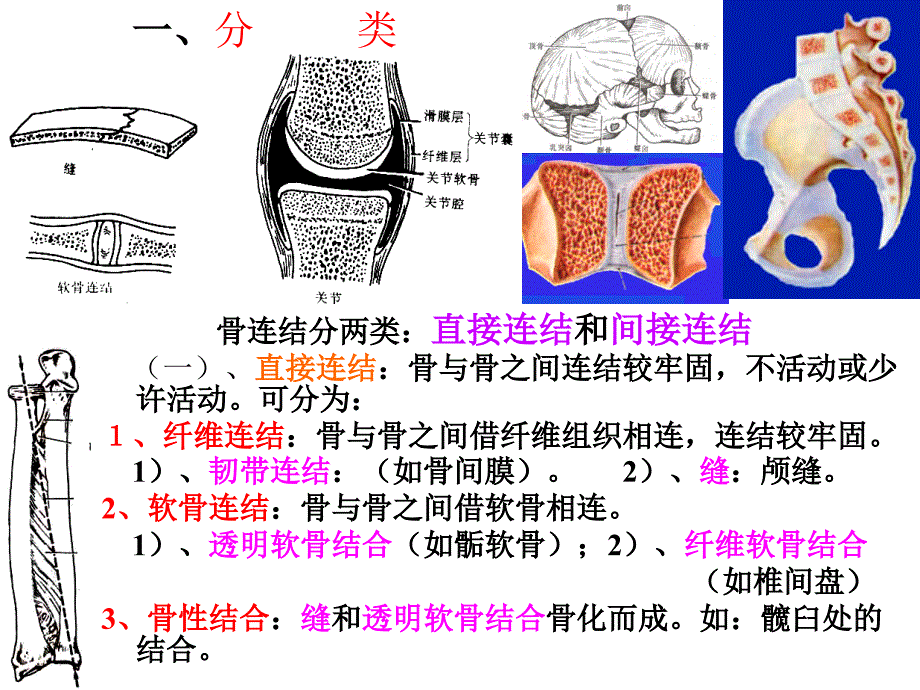 系统解剖学1-2关节总论(课件)_第4页