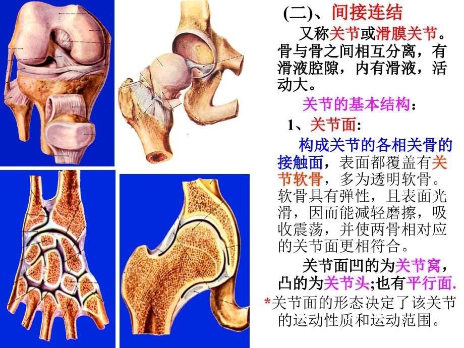 系统解剖学1-2关节总论(课件)_第5页