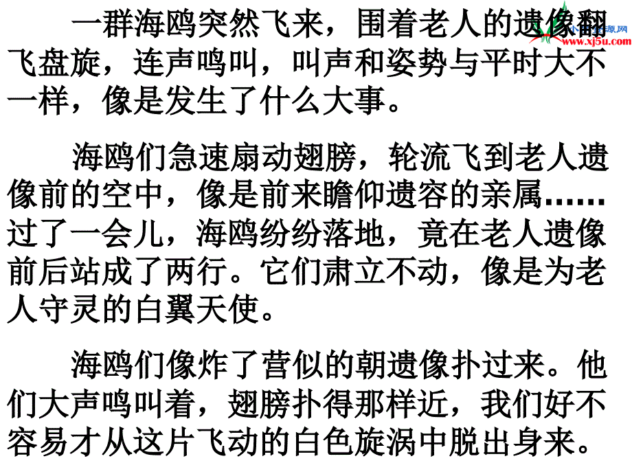 人教新课标六年级上语文课件老人与海鸥_第4页