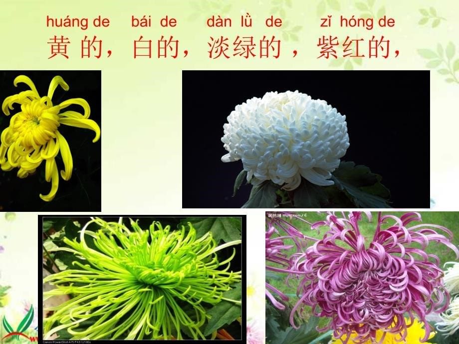 苏教版一年级语文上册课件看菊花3_第5页