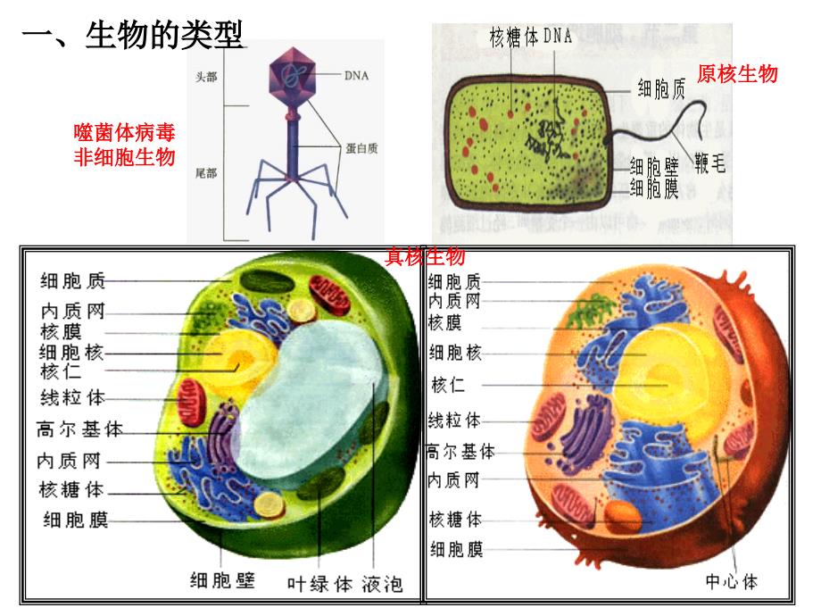 细胞的多样性和统一性1_第4页