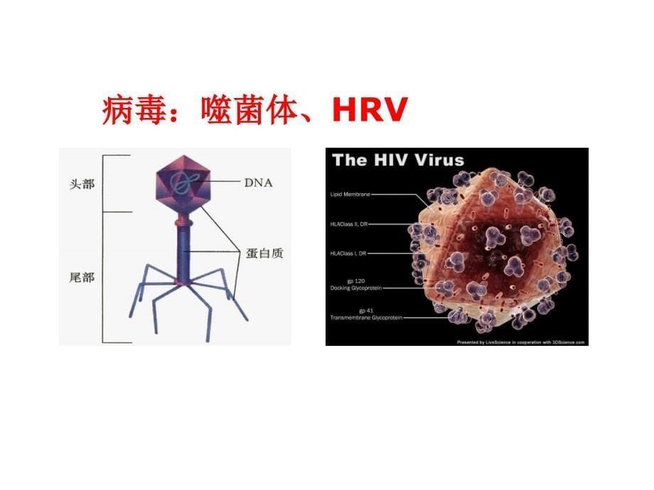 细胞的多样性和统一性1_第5页