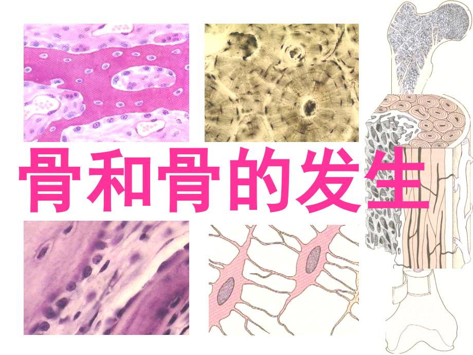 骨和骨的发生_第1页