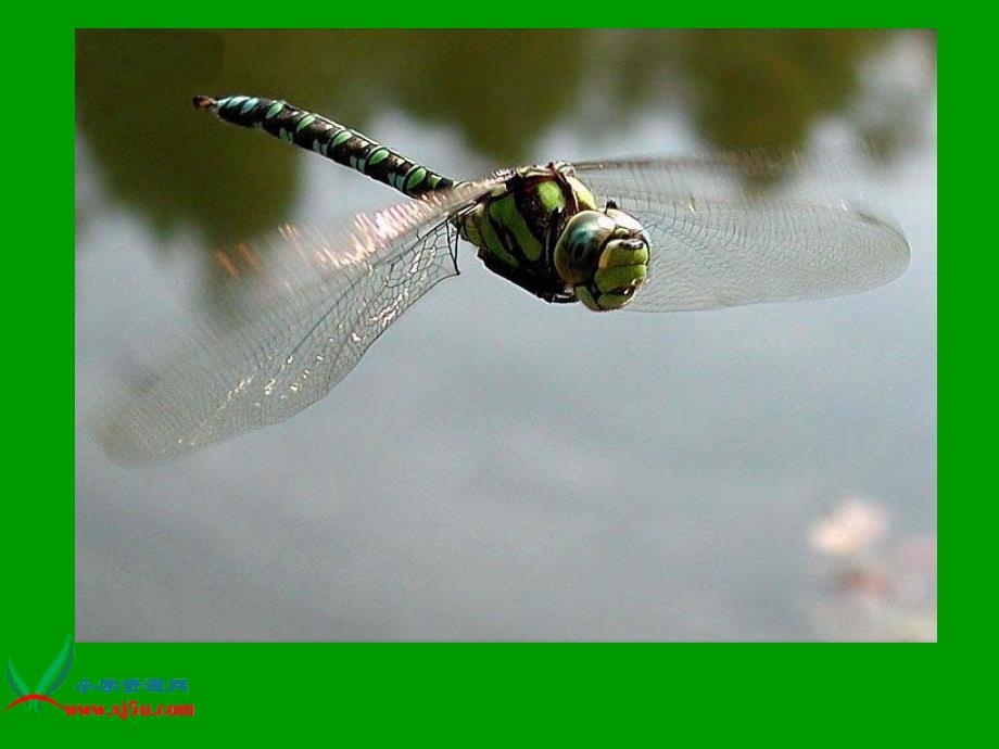 苏教版三年级语文下册课件放飞蜻蜓2_第4页