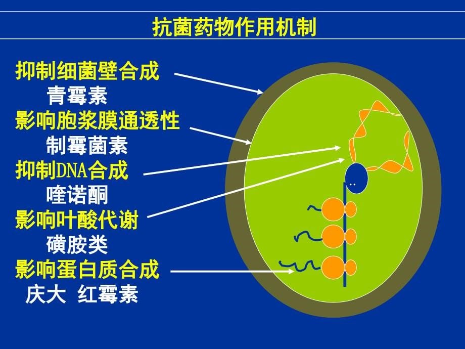 抗菌药物与抗癌药物_第5页