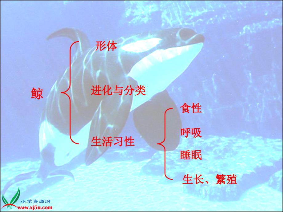 北京版五年级语文下册课件鲸2_第3页