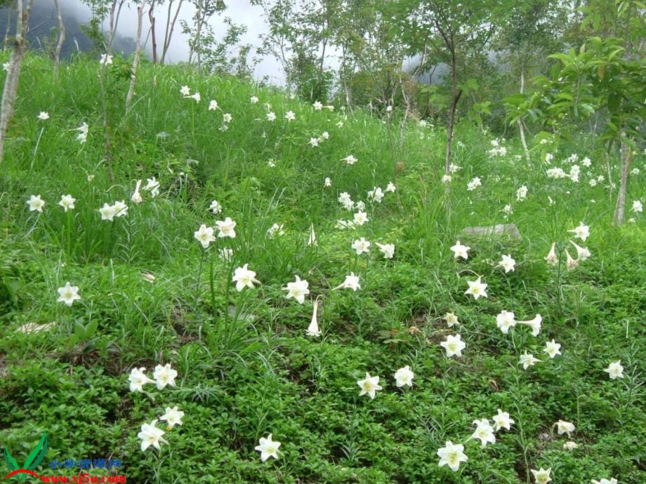 百合花开_第2页