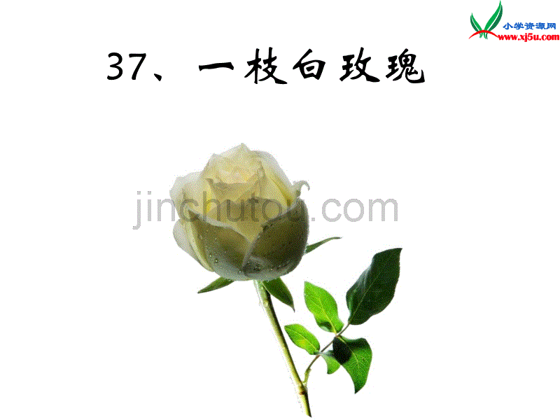 2015年秋四年级语文上册：《一枝白玫瑰》课件3沪教版_第1页